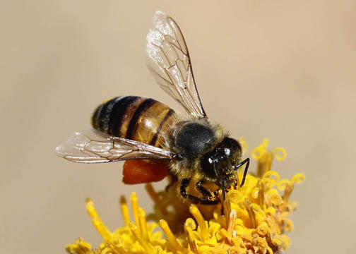 Honey bee